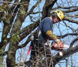 abbatage-elagage-morbihan